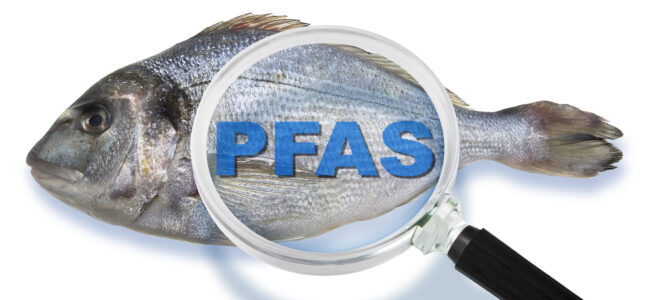 PFAs; chemicals; seafood; fish; forever chemicals